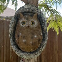 Design Toscano Octavius Knothole Owl Tree Statue & Reviews | Wayfair